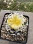 Preview: Copiapoa hypogaea